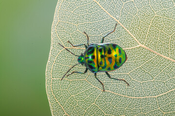 Scutelleridae is a family of true bugs. They are commonly known as jewel (stink) bugs or metallic shield bugs due to their often brilliant coloration. With the name based on the Asian genus Scutellera