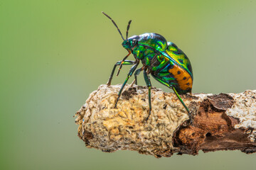 Scutelleridae is a family of true bugs. They are commonly known as jewel (stink) bugs or metallic shield bugs due to their often brilliant coloration. With the name based on the Asian genus Scutellera