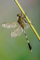 A dragonfly is a flying insect belonging to the infraorder Anisoptera below the order Odonata