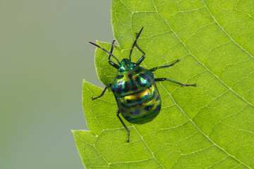Scutelleridae is a family of true bugs. They are commonly known as jewel (stink) bugs or metallic shield bugs due to their often brilliant coloration. With the name based on the Asian genus Scutellera