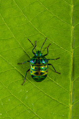 Scutelleridae is a family of true bugs. They are commonly known as jewel (stink) bugs or metallic shield bugs due to their often brilliant coloration. With the name based on the Asian genus Scutellera