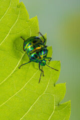 Scutelleridae is a family of true bugs. They are commonly known as jewel (stink) bugs or metallic shield bugs due to their often brilliant coloration. With the name based on the Asian genus Scutellera