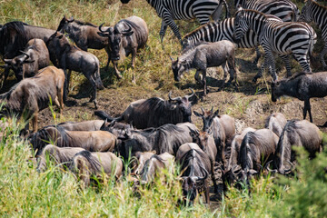 Around 1.5 million wildebeest, with hundreds of thousands of zebras, elands, gazelles and a retinue of predators, leave their calving grounds in the southern Serengeti.