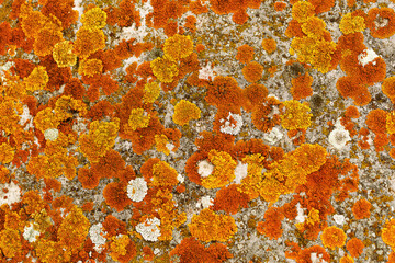 Lichens and mosses in various shapes, forms and textures on surface of rocks as natural environment pattern or textured background, top view colorful nature pattern, biological aesthetic