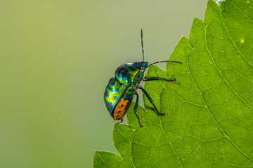Scutelleridae is a family of true bugs. They are commonly known as jewel (stink) bugs or metallic shield bugs due to their often brilliant coloration. With the name based on the Asian genus Scutellera