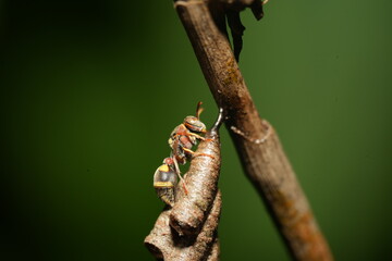Ropalidia is a genus of paper wasps belonging to the family Vespidae and the subfamily Polistinae. This genus is widely recognized for its diversity, social behavior, and ecological importance. 