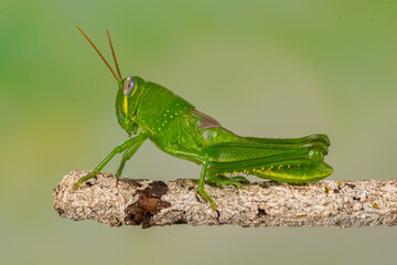 Fototapeta premium Grasshoppers are a group of insects belonging to the suborder Caelifera
