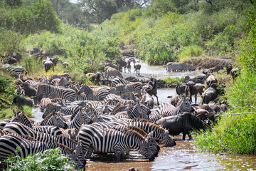 Around 1.5 million wildebeest, with hundreds of thousands of zebras, elands, gazelles and a retinue...
