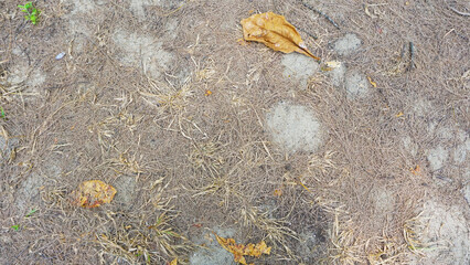 A close-up shot of rough, earth ground with dried pine leaves fall down on the floor. Nature background of autumn fallen pine needles and leaves in a fall season.