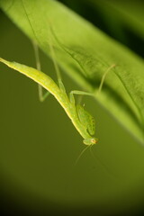 Mantises, often called praying mantises due to their folded forelimbs resembling a prayer pose, are fascinating predatory insects in the order Mantodea. 