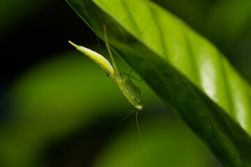 Mantises, often called praying mantises due to their folded forelimbs resembling a prayer pose, are fascinating predatory insects in the order Mantodea. 
