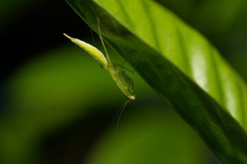 Mantises, often called praying mantises due to their folded forelimbs resembling a prayer pose, are fascinating predatory insects in the order Mantodea. 