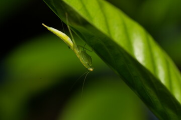 Mantises, often called praying mantises due to their folded forelimbs resembling a prayer pose, are fascinating predatory insects in the order Mantodea. 