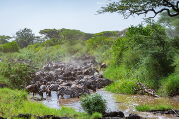 Around 1.5 million wildebeest, with hundreds of thousands of zebras, elands, gazelles and a retinue...