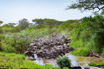 Around 1.5 million wildebeest, with hundreds of thousands of zebras, elands, gazelles and a retinue...