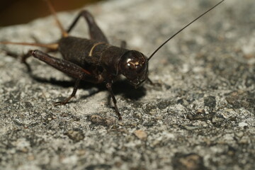 Closeup cricket insect on ground. Macro shot of cricket.