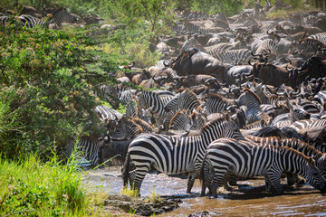 Around 1.5 million wildebeest, with hundreds of thousands of zebras, elands, gazelles and a retinue...