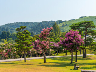 サルスベリの花が咲く奈良公園