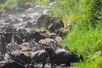 Around 1.5 million wildebeest, with hundreds of thousands of zebras, elands, gazelles and a retinue of predators, leave their calving grounds in the southern Serengeti.