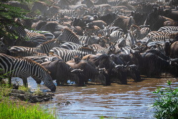 Around 1.5 million wildebeest, with hundreds of thousands of zebras, elands, gazelles and a retinue...