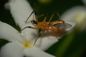 Cosmolestes picticeps is an insect, specifically a species of assassin bug belonging to the family Reduviidae.