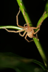 Olios is a genus of spiders in the family Sparassidae, commonly known as huntsman spiders. These spiders are renowned for their large size, agility, and speed, making them efficient hunters.
