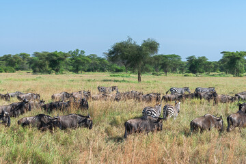 Around 1.5 million wildebeest, with hundreds of thousands of zebras, elands, gazelles and a retinue of predators, leave their calving grounds in the southern Serengeti.