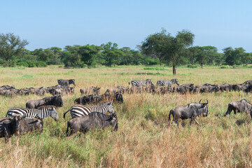 Around 1.5 million wildebeest, with hundreds of thousands of zebras, elands, gazelles and a retinue...