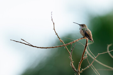 Hummingbird on a Branch