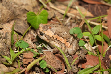Kaloula pulchra pulchra, commonly known as the Asian Painted Frog, Chubby Frog, or Banded Bullfrog, is a subspecies of Kaloula pulchra, a frog belonging to the family Microhylidae. 