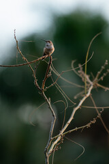 Hummingbird on a Branch