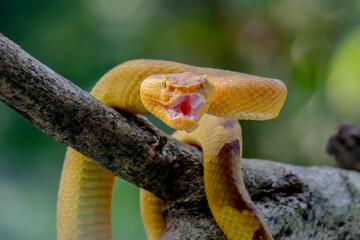 Yellow flat-nosed viper Craspedocephalus or ( Trimeresurus puniceus ) hanging on a branch.