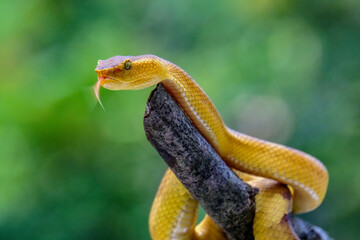 Yellow flat-nosed viper Craspedocephalus or ( Trimeresurus puniceus ) hanging on a branch.