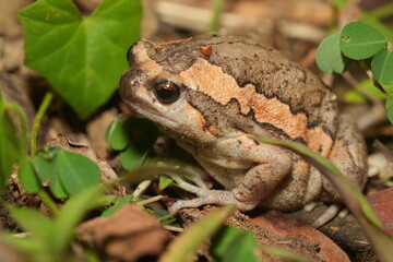 Kaloula pulchra pulchra, commonly known as the Asian Painted Frog, Chubby Frog, or Banded Bullfrog, is a subspecies of Kaloula pulchra, a frog belonging to the family Microhylidae. 
