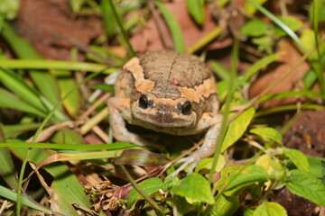 Kaloula pulchra pulchra, commonly known as the Asian Painted Frog, Chubby Frog, or Banded Bullfrog, is a subspecies of Kaloula pulchra, a frog belonging to the family Microhylidae. 