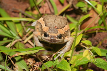 Kaloula pulchra pulchra, commonly known as the Asian Painted Frog, Chubby Frog, or Banded Bullfrog, is a subspecies of Kaloula pulchra, a frog belonging to the family Microhylidae. 