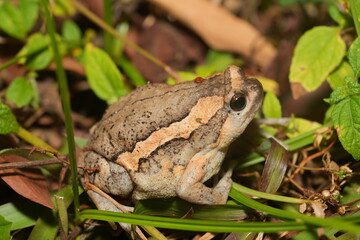 Kaloula pulchra pulchra, commonly known as the Asian Painted Frog, Chubby Frog, or Banded Bullfrog, is a subspecies of Kaloula pulchra, a frog belonging to the family Microhylidae. 