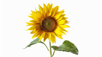 Fototapeta premium Vibrant Sunflower Image on white background.PNG