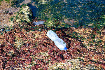 Plastic water bottle washed up on the shore. Environmental pollution idea concept. Plastic waste on...