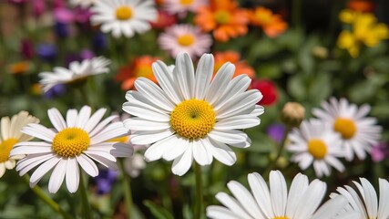 Closeup of delicate daisy flower petals in full bloom, garden, background