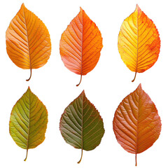 Obraz premium collection of autumn leaves