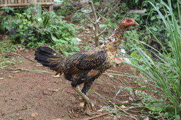 photo of a brown hen outdoors with a plantation field in the background