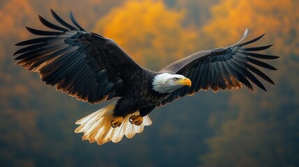 Obraz premium Majestic bald eagle in flight against a vibrant autumn forest backdrop.