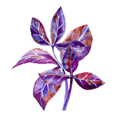  watercolor like purple basil  branch on white background