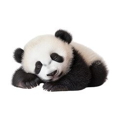 Fototapeta premium Sleeping Panda Cub on Transparent Background