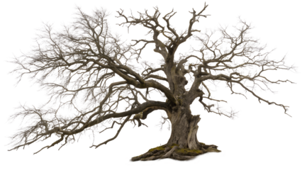 leafless old spooky tree isolated on white .PNG style, transparent        

