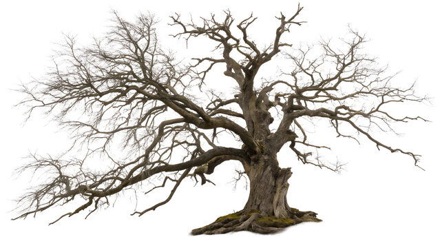 leafless old spooky tree isolated on white .PNG style, transparent        


