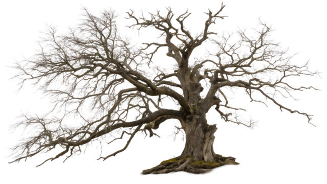leafless old spooky tree isolated on white .PNG style, transparent        

