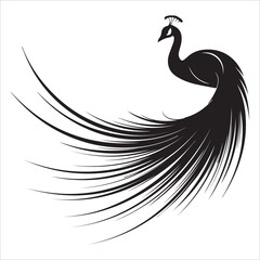 Fototapeta premium Delicate Peacock Feather Outline Art