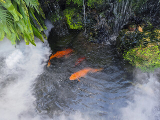 Green plants tropical garden surrounding,